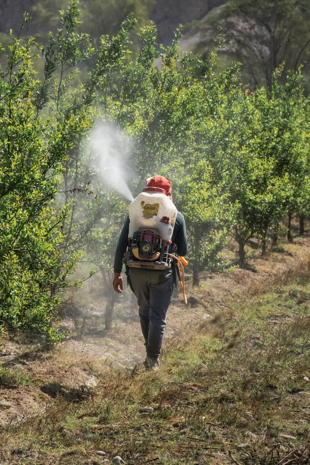 Cómo la poda de primavera influye en la próxima cosecha de aceituna