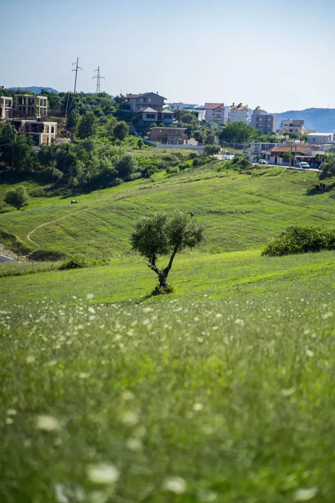 Control integrado de plagas en el olivar: una estrategia sostenible