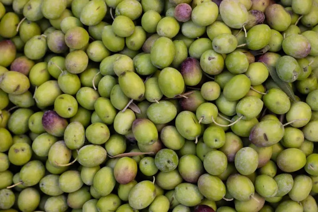 Aceites del Sur 4